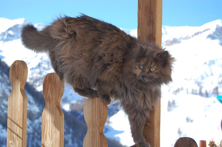 Fonds d'cran Animaux Chats - Chatons Chat des montagnes