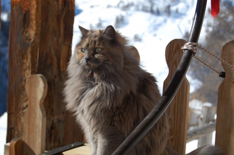 Fonds d'cran Animaux Chats - Chatons Chat de montagne