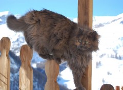 Fonds d'cran Animaux Chat des montagnes