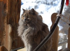 Fonds d'cran Animaux Chat de montagne