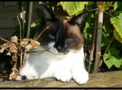 Fonds d'cran Animaux Plume la Chatte