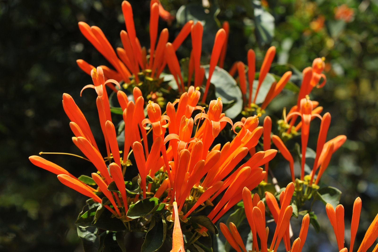 Wallpapers Nature Flowers Flor laranja