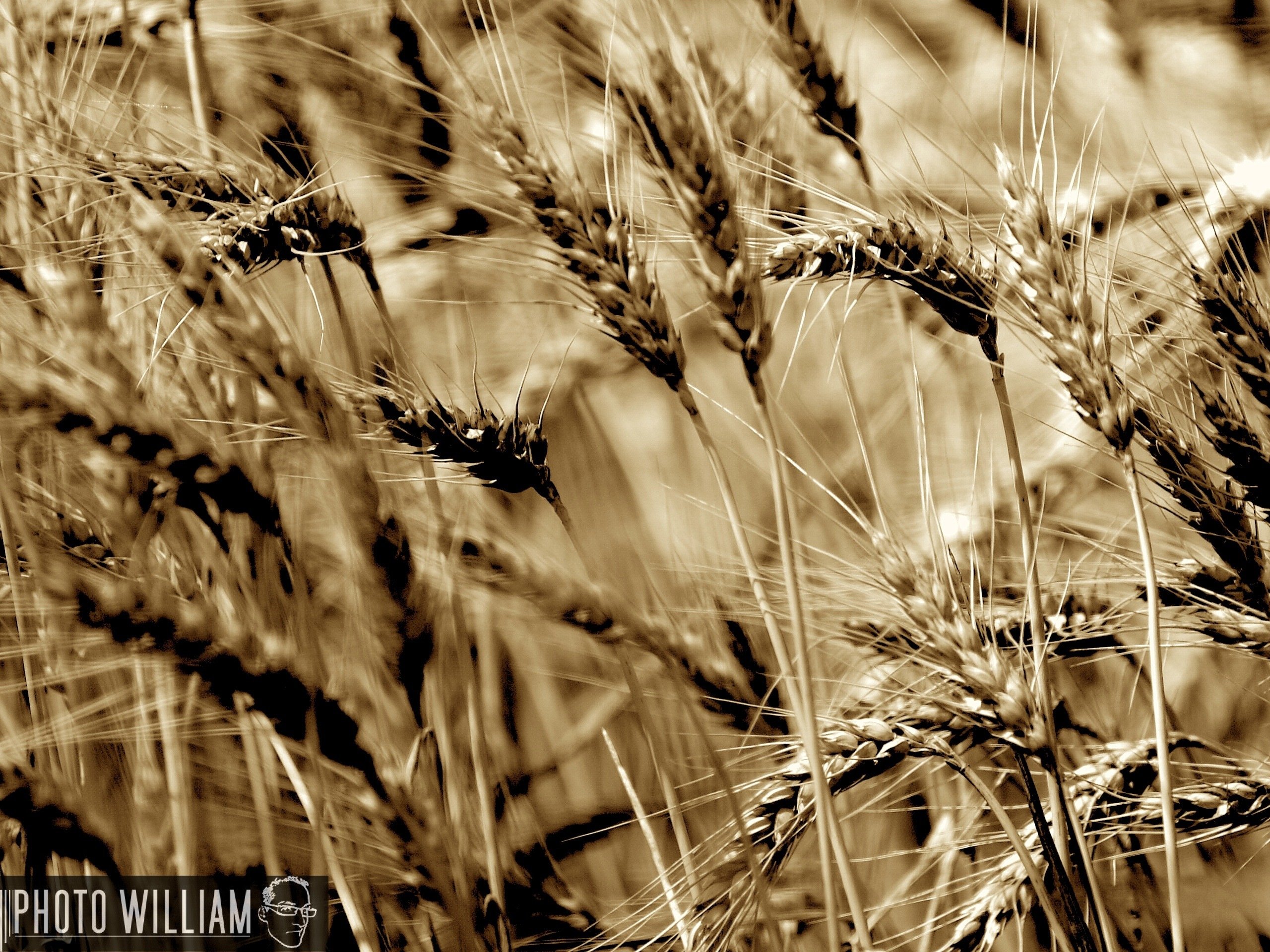 Fonds d'cran Nature Herbes champs de bl