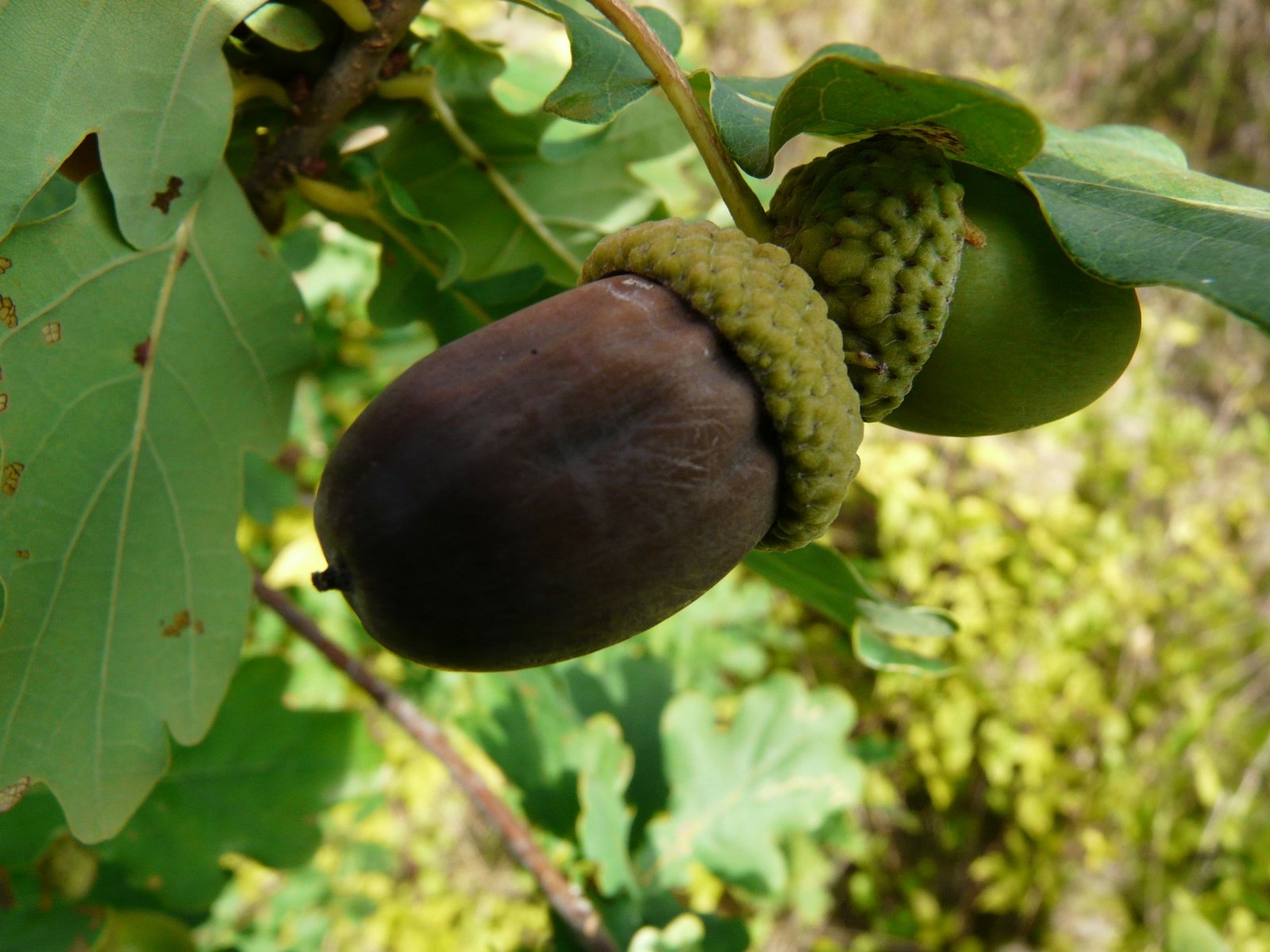 Fonds d'cran Nature Fruits abres