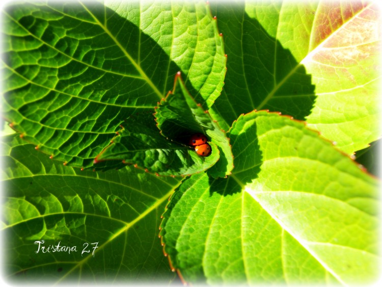 Fonds d'cran Animaux Insectes - Coccinelles Petites coccinelles, Priode des amours...