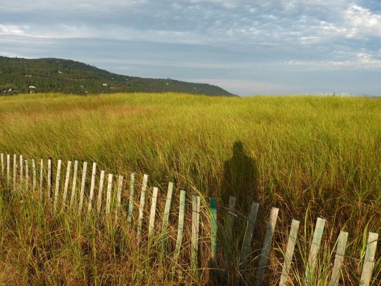 Fonds d'cran Nature Champs - Prairies Ombre porte