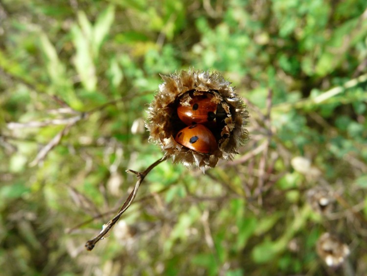 Fonds d'cran Animaux Insectes - Coccinelles coccinelles