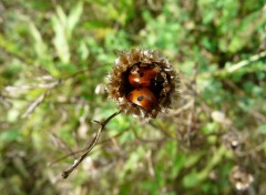 Fonds d'cran Animaux coccinelles