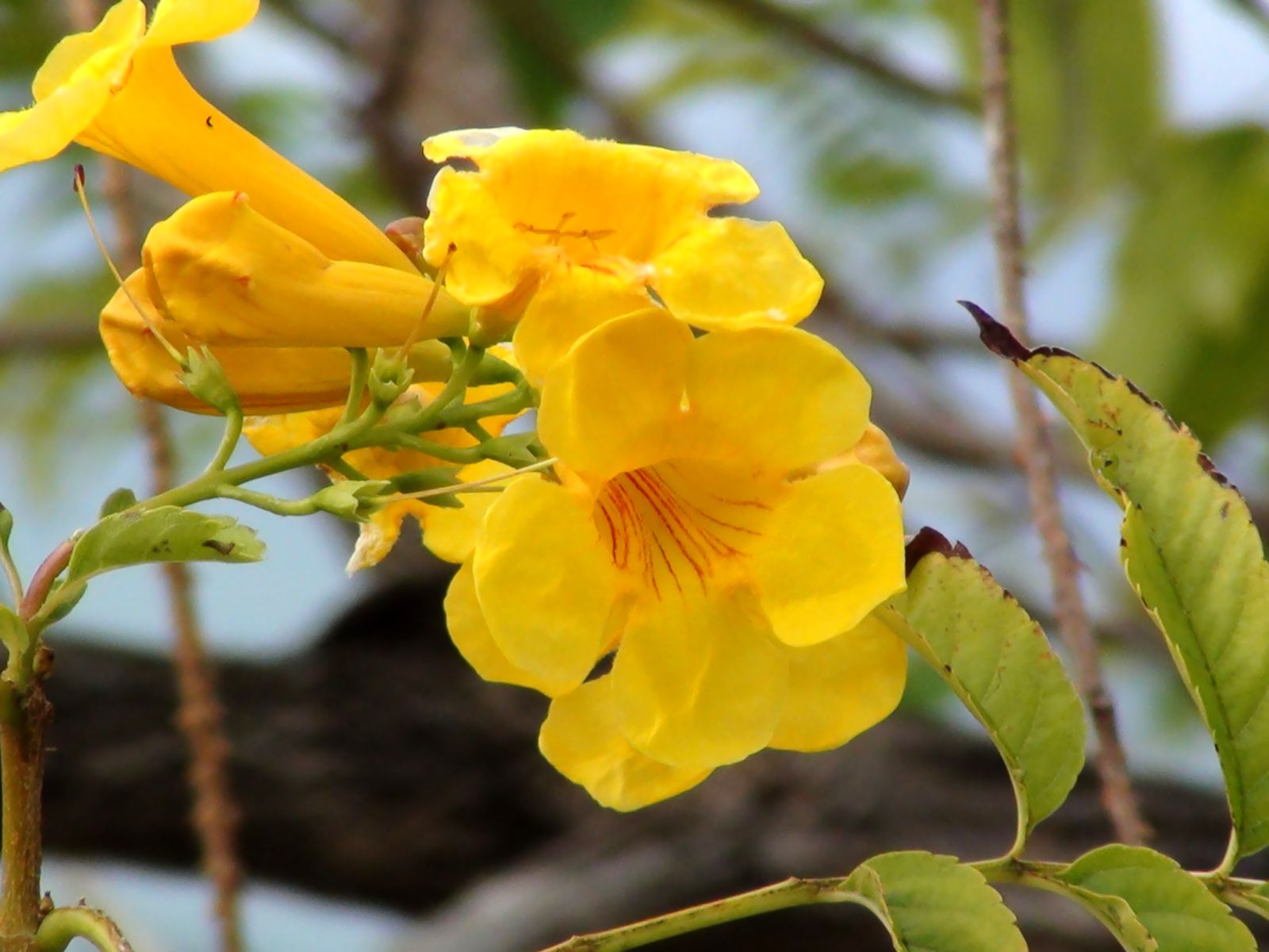 Fonds d'cran Nature Fleurs 