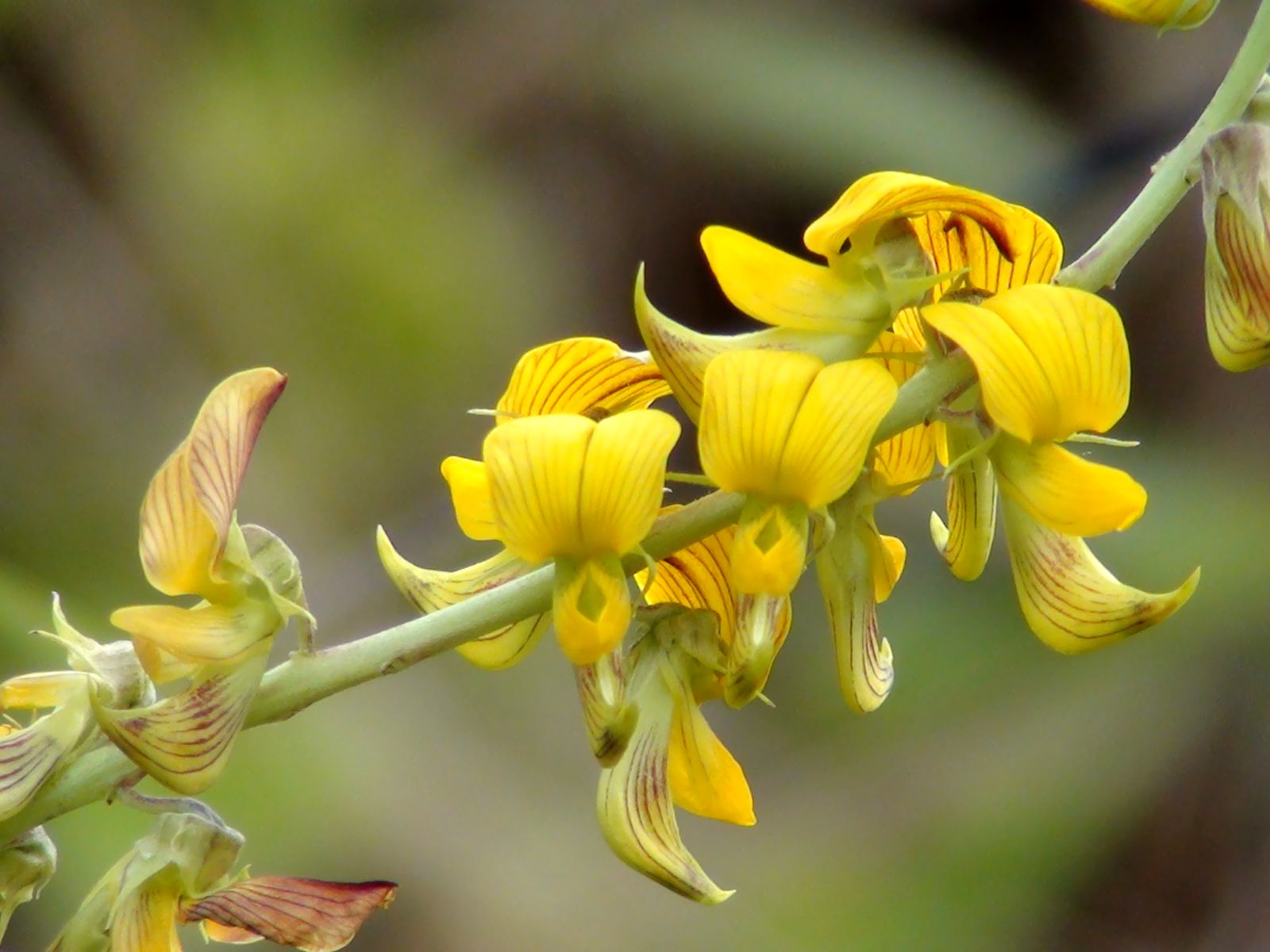 Fonds d'cran Nature Fleurs orchide sauvage