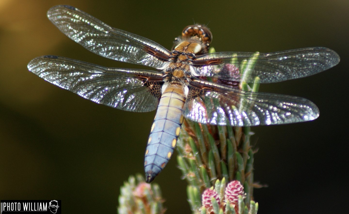 Fonds d'cran Animaux Insectes - Libellules Libellules