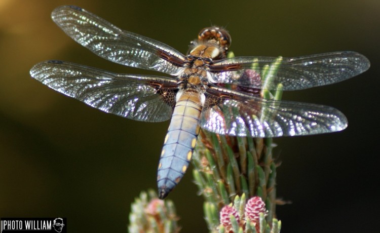 Wallpapers Animals Insects - Dragonflies Libellules