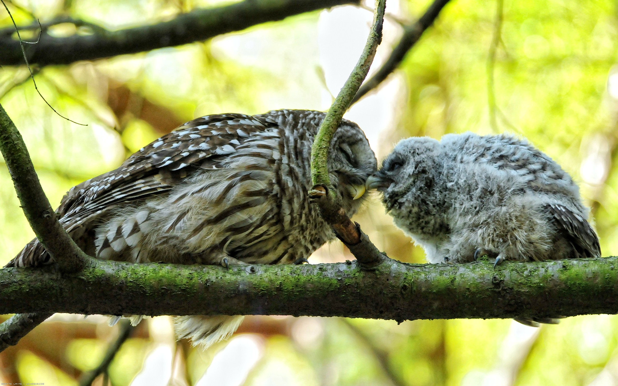 Fonds d'cran Animaux Oiseaux - Hiboux et Chouettes Un ptit calinou ?