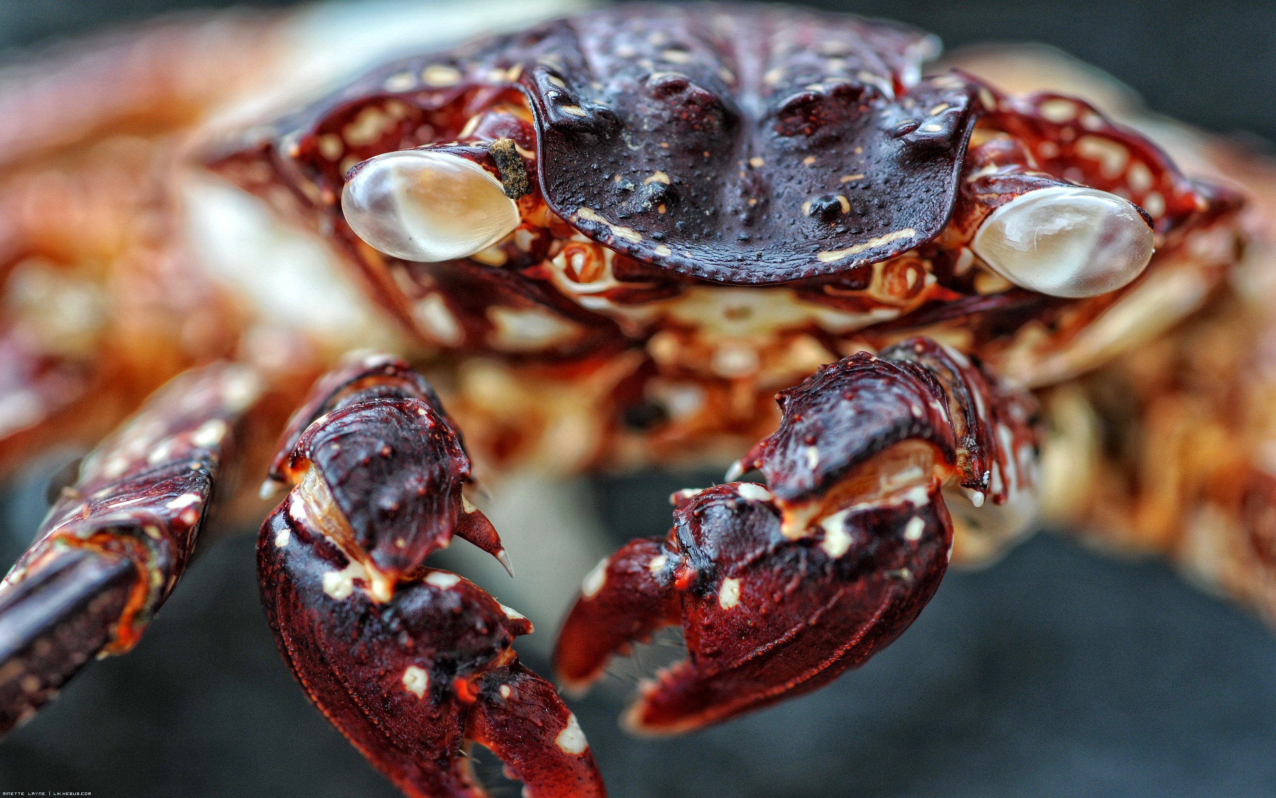 Fonds d'cran Animaux Vie marine - Crustacs Jolies pinces !