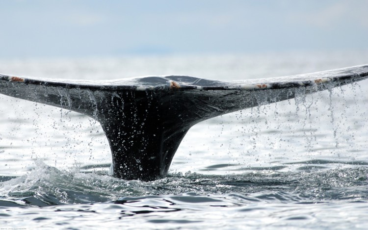 Fonds d'cran Animaux Vie marine - Baleines et Cachalots En plonge !