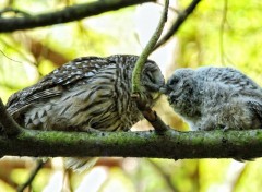 Fonds d'cran Animaux Un ptit calinou ?