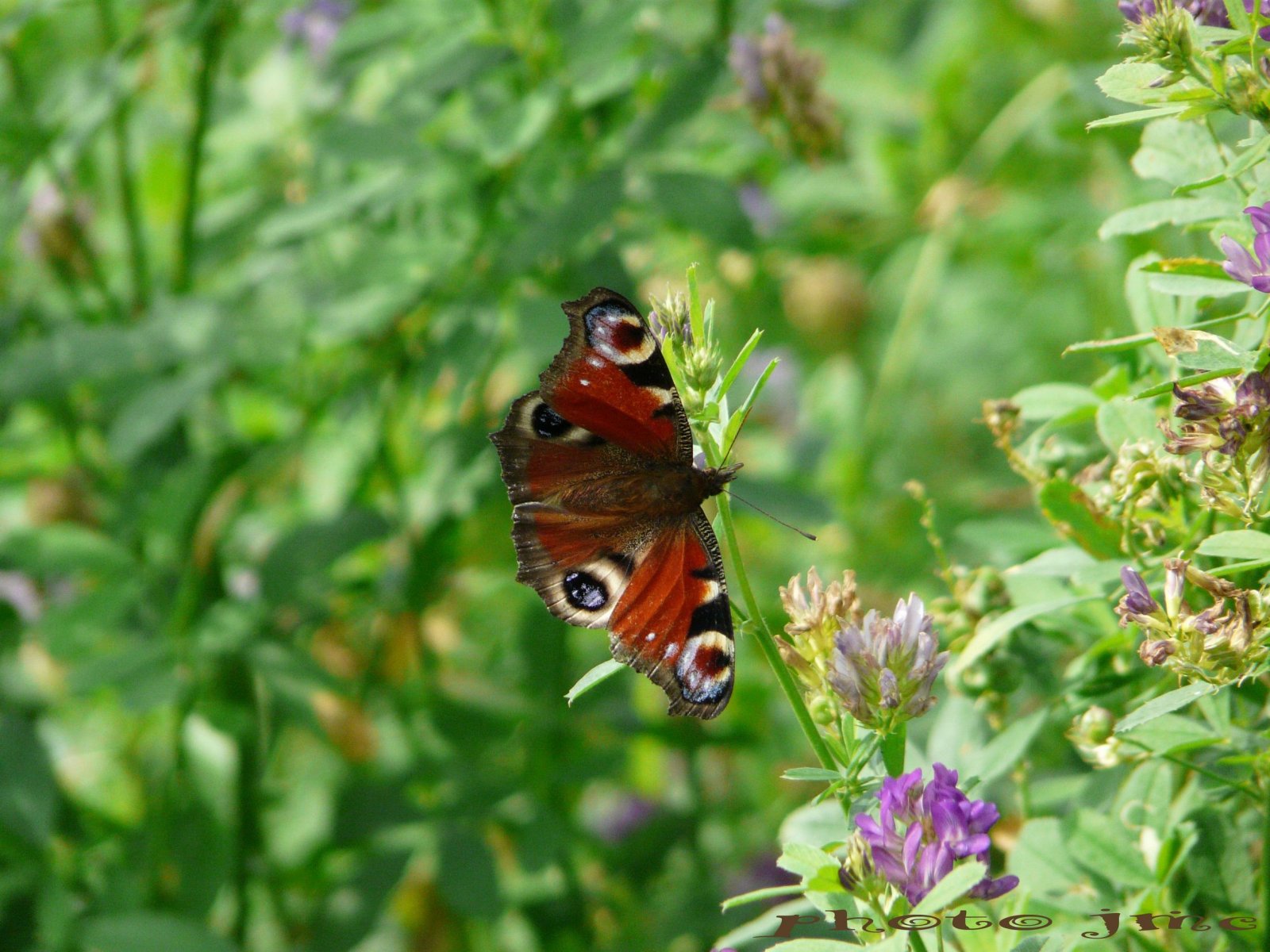 Fonds d'cran Animaux Insectes - Papillons papillon