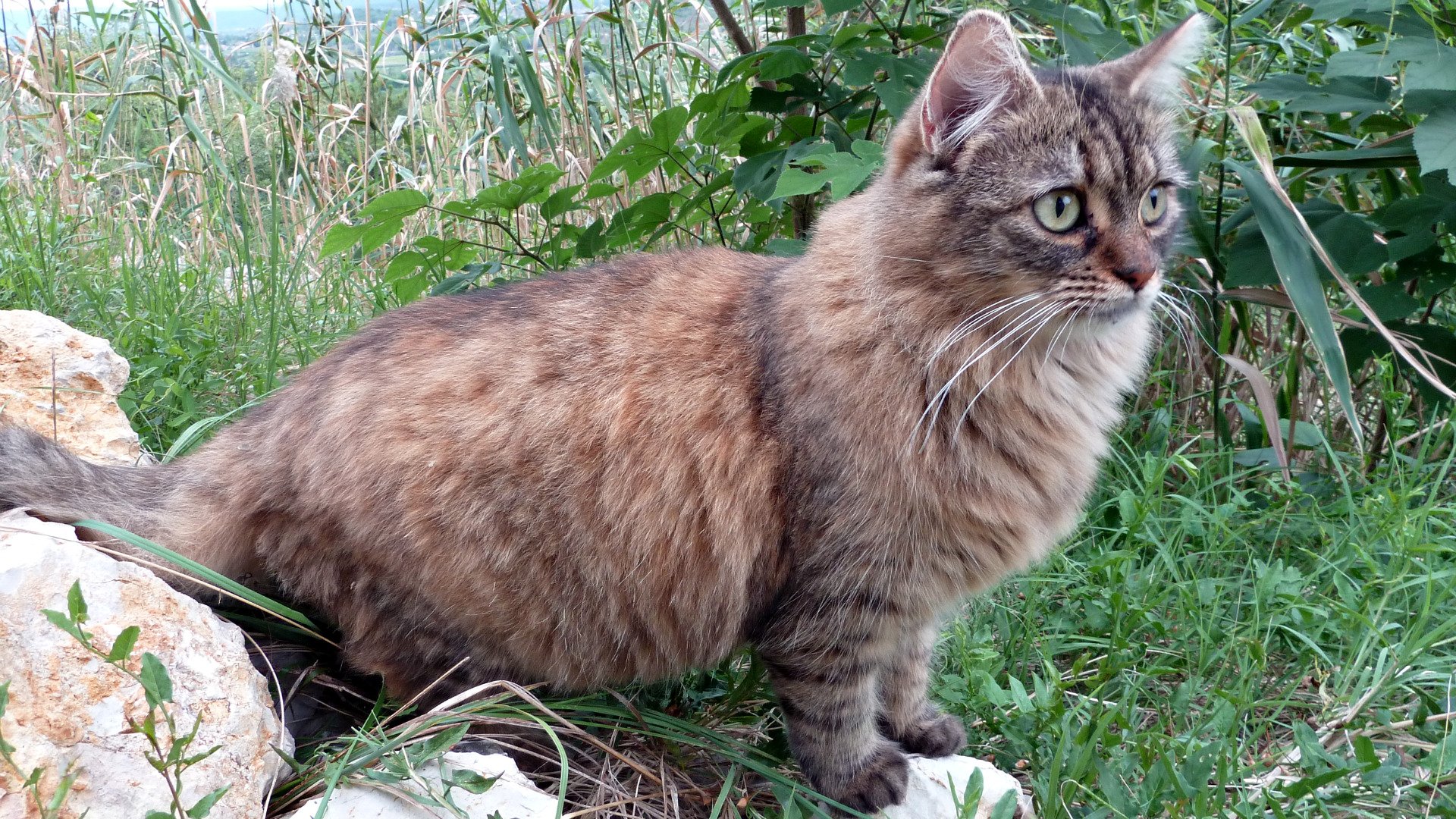 Fonds d'cran Animaux Chats - Chatons Punky