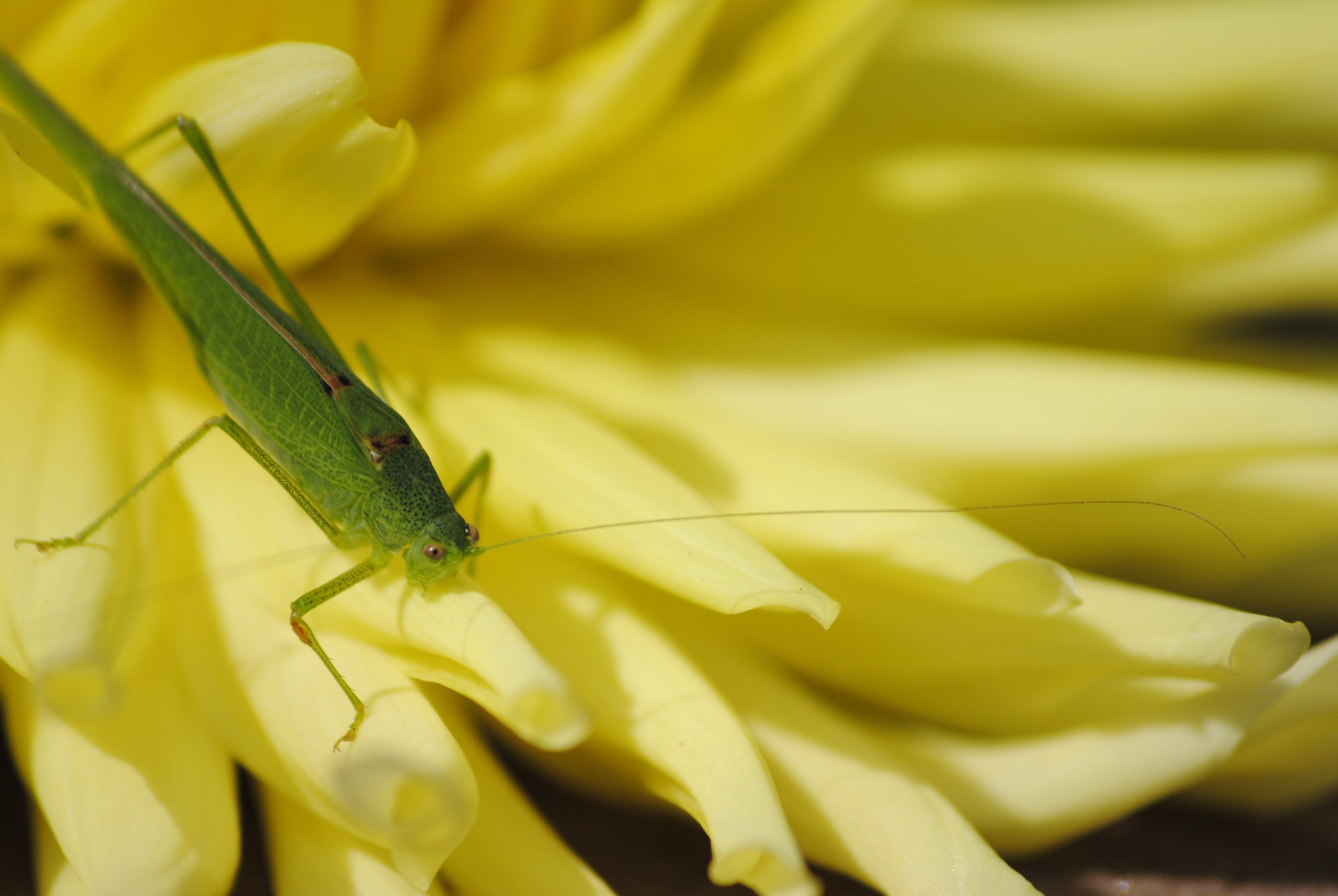 Wallpapers Animals Insects - Grasshoppers and Locusts un survivor