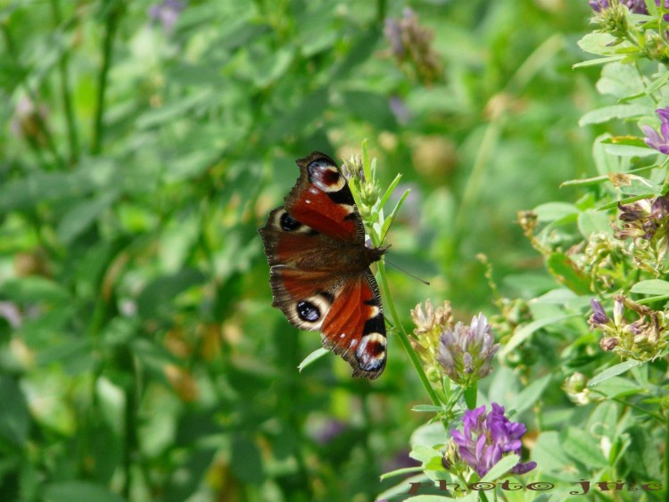 Fonds d'cran Animaux Insectes - Papillons papillon