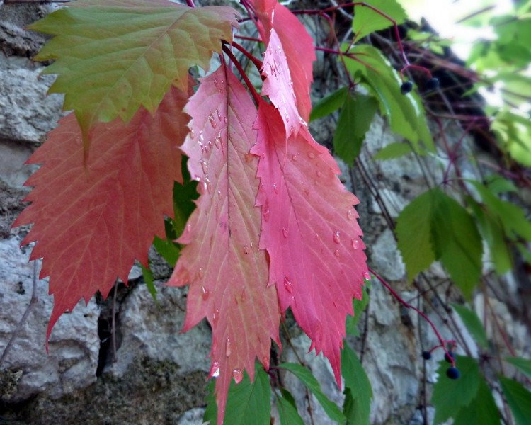 Fonds d'cran Nature Feuilles - Feuillages pluie d'automne