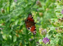 Fonds d'cran Animaux papillon