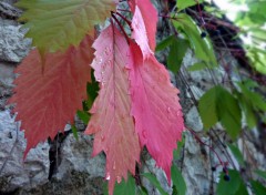 Fonds d'cran Nature pluie d'automne