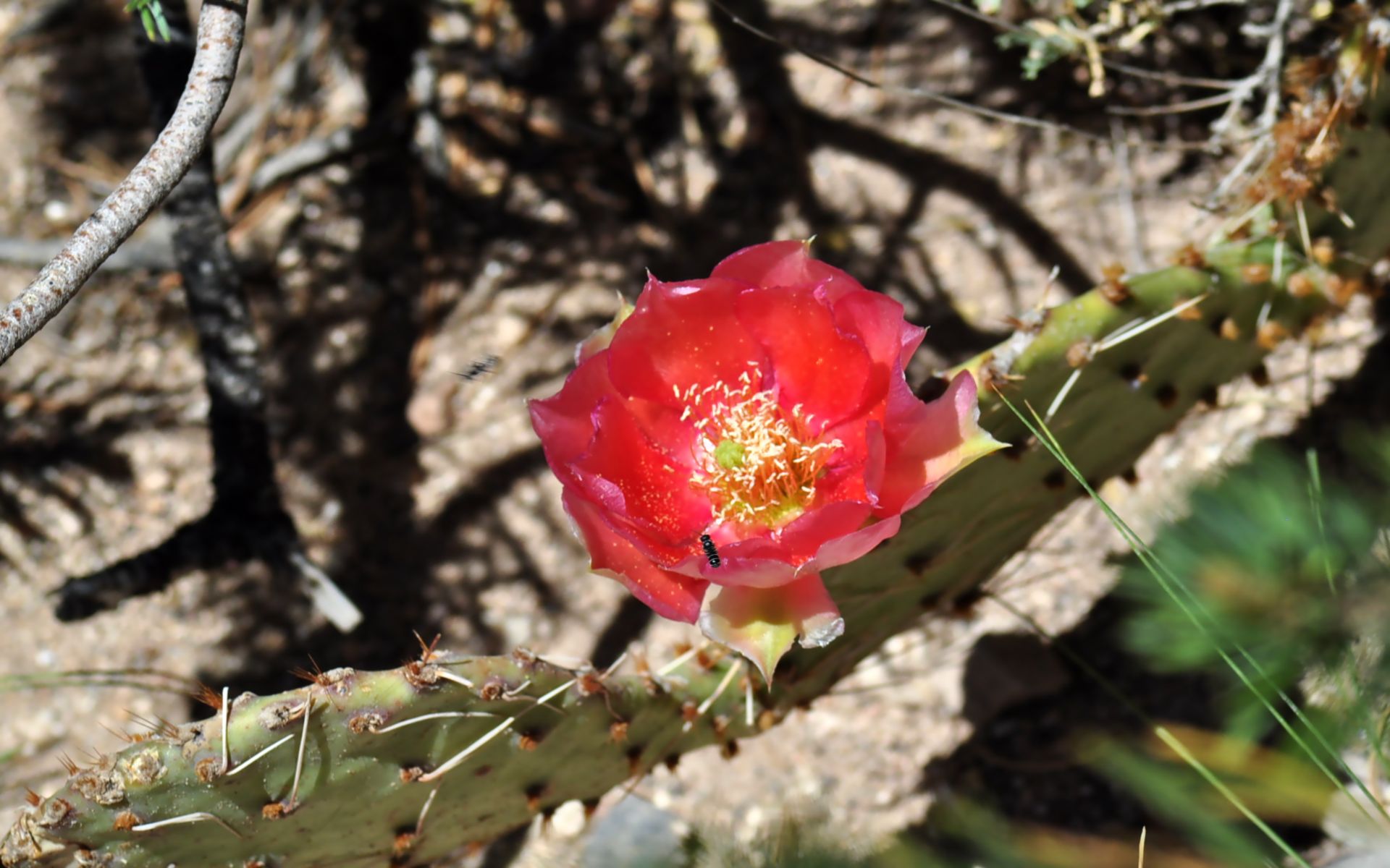 Fonds d'cran Nature Fleurs Fleur de cactus sauvage