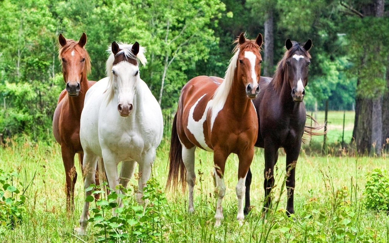 Fonds d'cran Animaux Chevaux Les Trois Mousquetaires