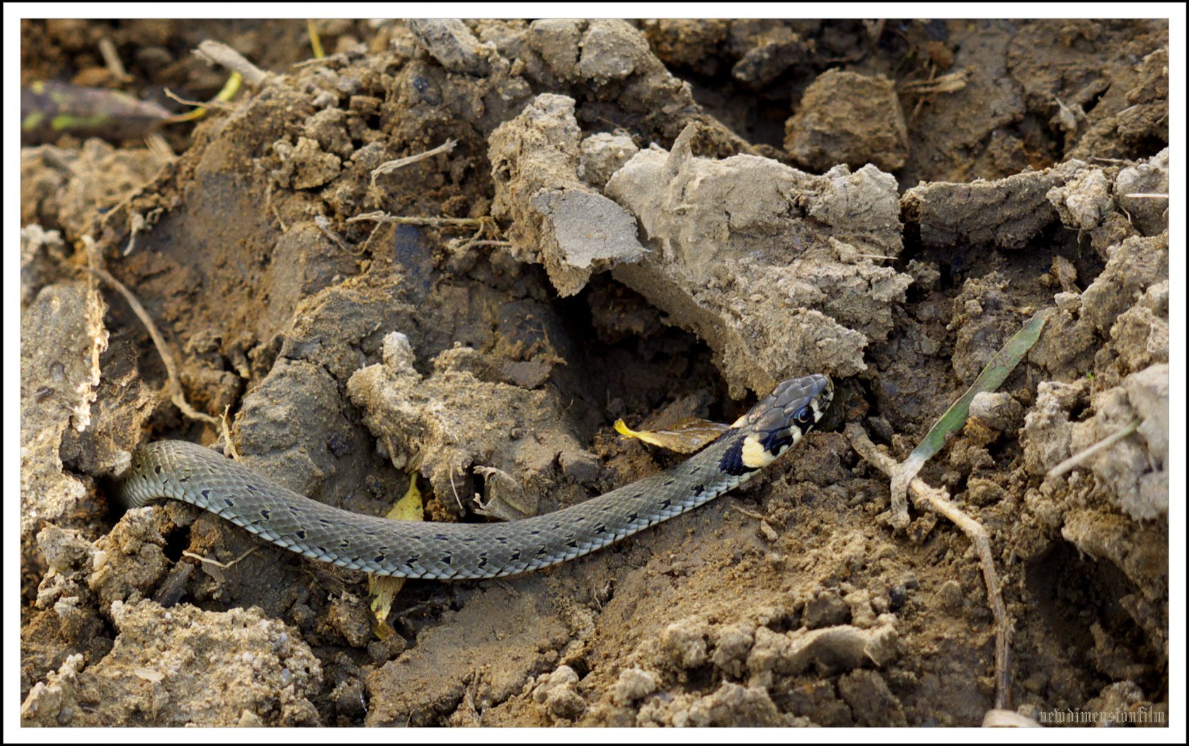 Fonds d'cran Animaux Serpents serpent 