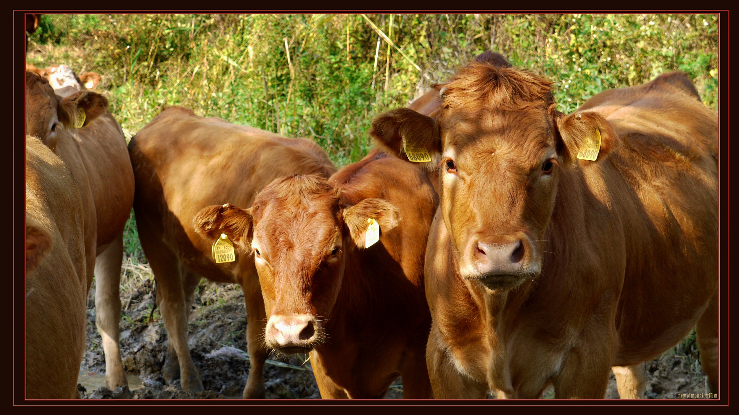 Fonds d'cran Animaux Vaches - Taureaux - Boeufs premires vaches