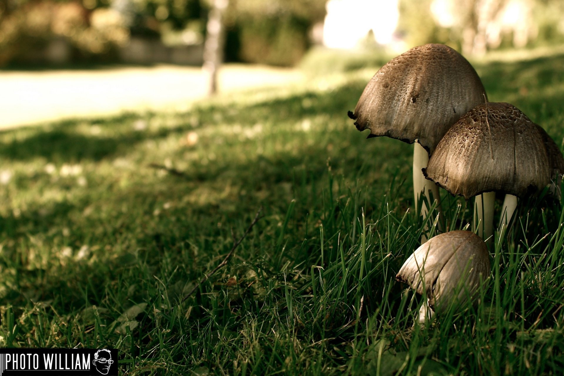 Wallpapers Nature Mushrooms champignons