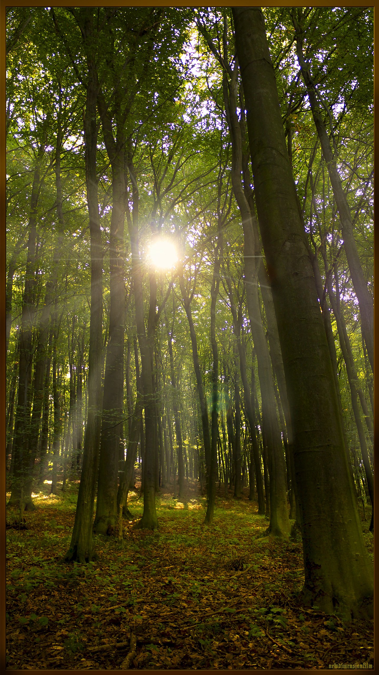 Fonds d'cran Nature Arbres - Forts dans la fort 1.