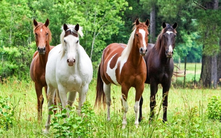 Fonds d'cran Animaux Chevaux Les Trois Mousquetaires