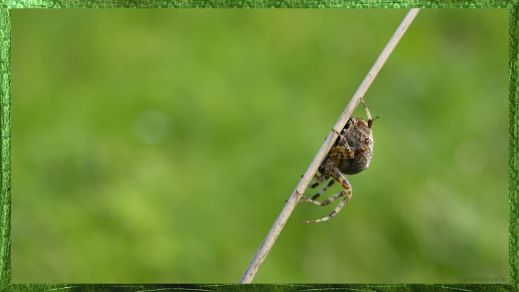 Wallpapers Animals Spiders araigne