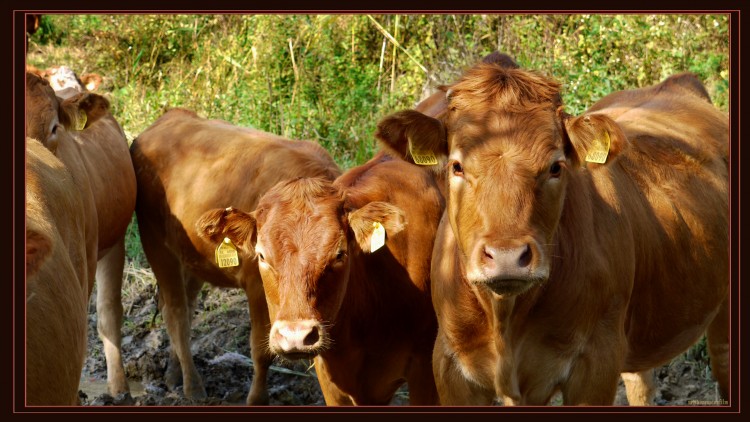 Wallpapers Animals Cows - Bulls - Beef premires vaches