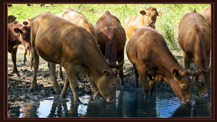 Fonds d'cran Animaux Vaches - Taureaux - Boeufs  vaches 2.