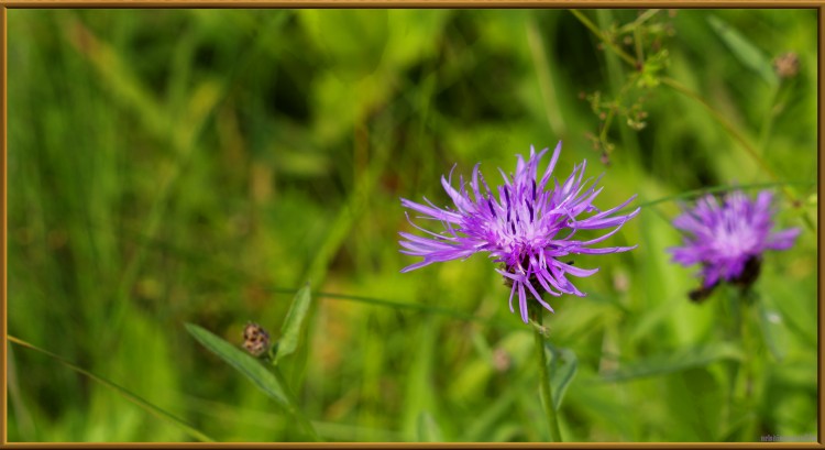 Fonds d'cran Nature Fleurs fleurs 4