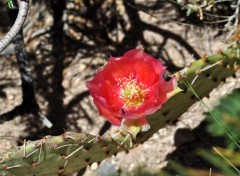 Fonds d'cran Nature Fleur de cactus sauvage