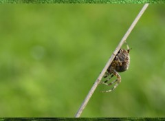 Fonds d'cran Animaux araigne