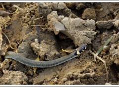 Fonds d'cran Animaux serpent 