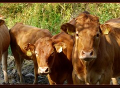 Wallpapers Animals premires vaches