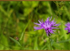 Fonds d'cran Nature fleurs 4