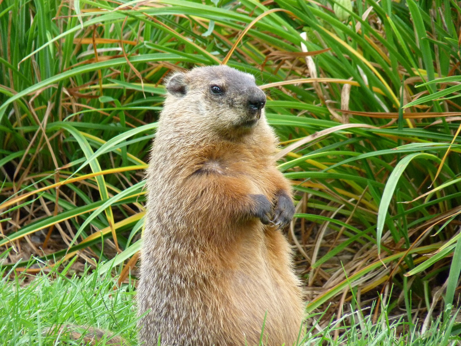 Fonds d'cran Animaux Rongeurs - Marmottes Aux aguets