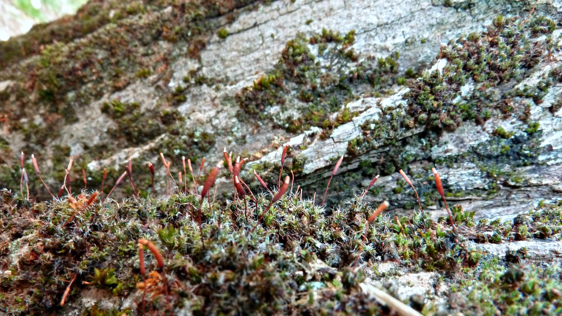 Fonds d'cran Nature Mousses - Lichens sous le peuplier moussu