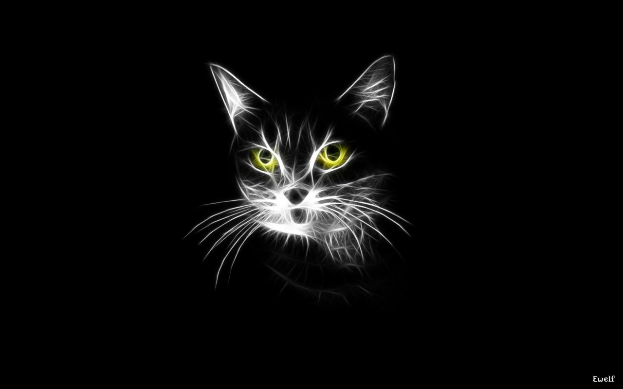 Wallpapers Animals Cats - Kittens Chat sombre...