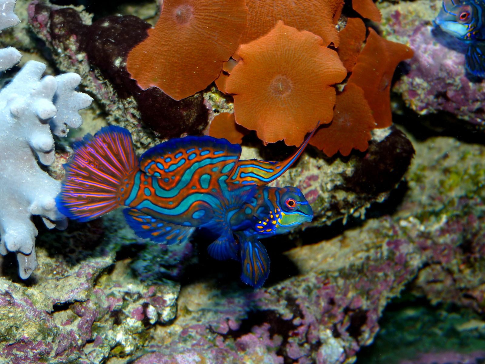 Wallpapers Animals Sealife - Fishes 