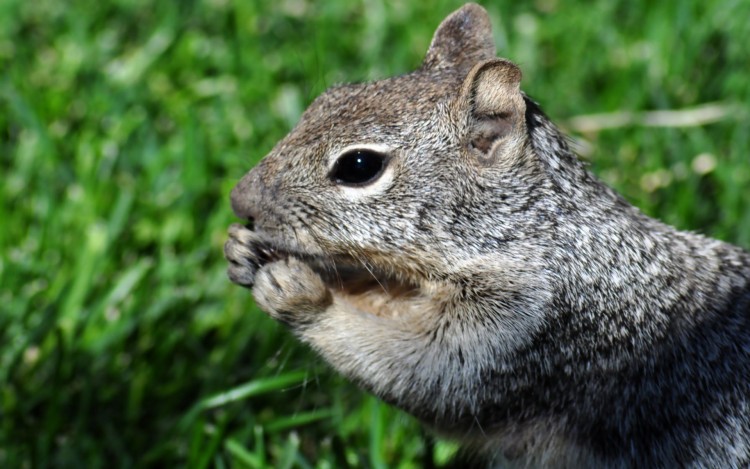 Fonds d'cran Animaux Rongeurs - Ecureuils De profil...