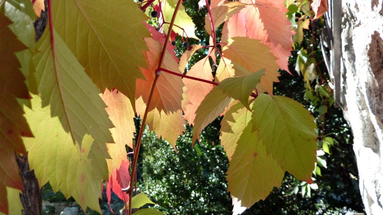 Fonds d'cran Nature Feuilles - Feuillages lumire de fin d't