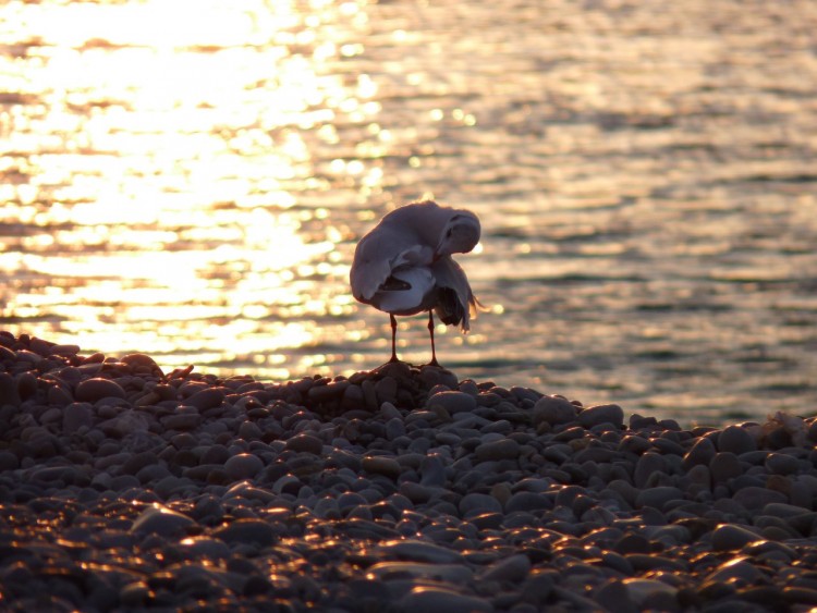 Fonds d'cran Animaux Oiseaux - Mouettes et Golands Eveil